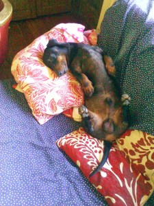 Ridiculous Animal Photograph / 2